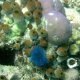 10- Detail de coraux porites 
